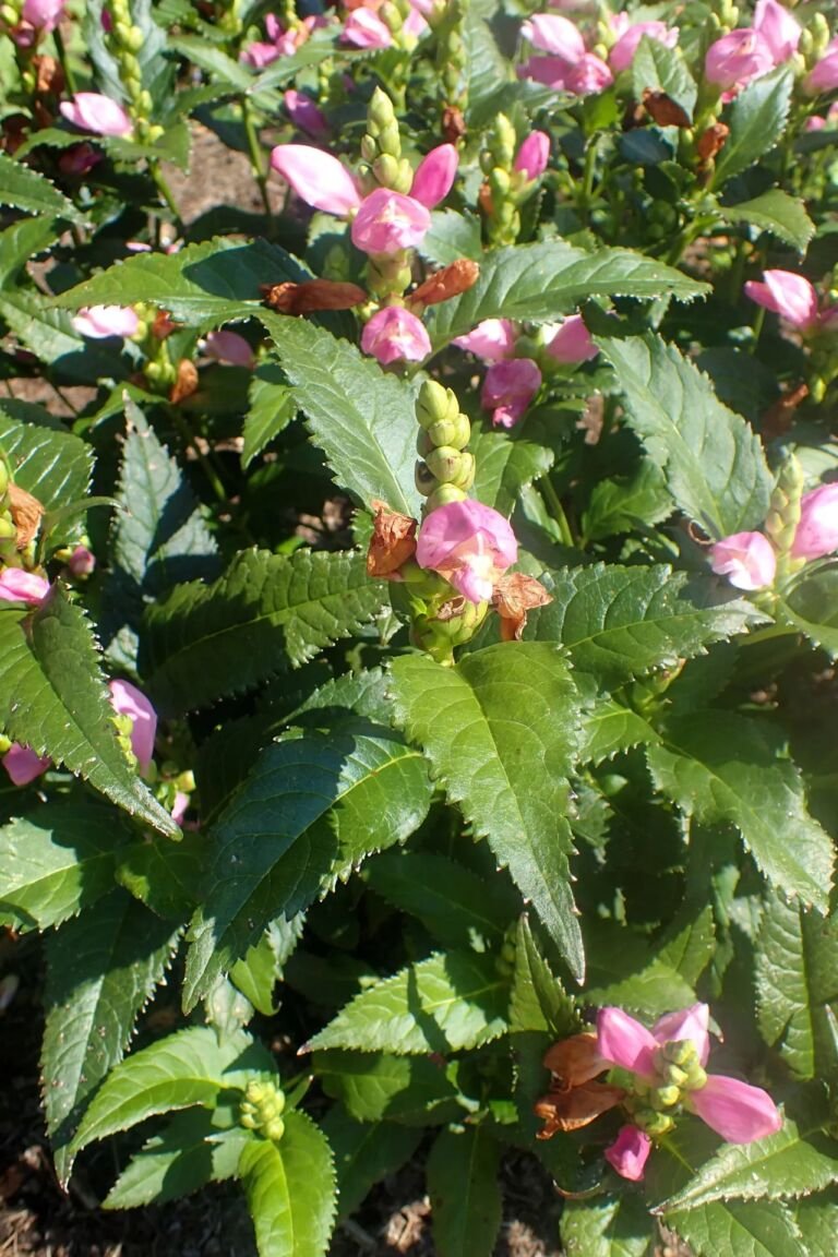 Chelone 'Obliqua'
