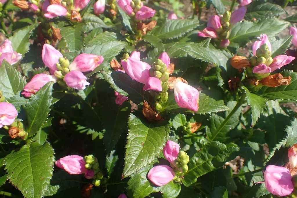 Chelone ‘Obliqua’ (Chelone 'Obliqua') – in a garden setting, plant photo
