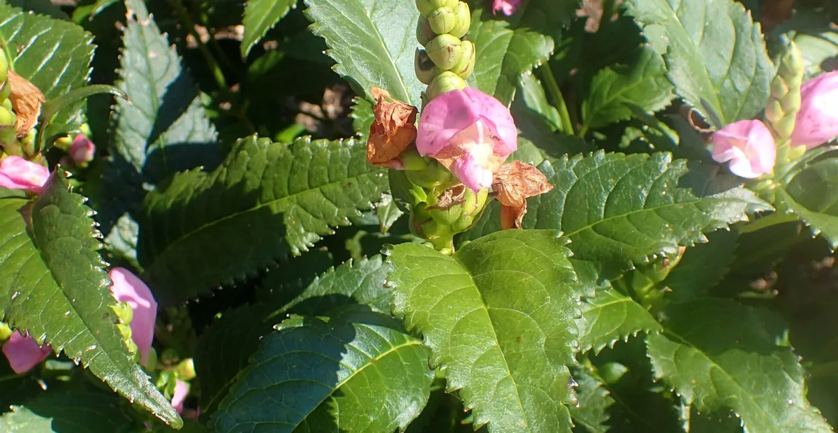 Chelone 'Obliqua' – plant photo