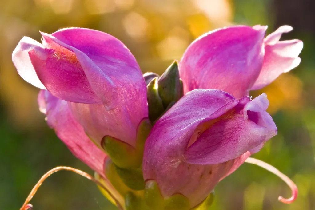 Chelone ‘Obliqua’ (Chelone 'Obliqua') – characteristic appearance, plant photo