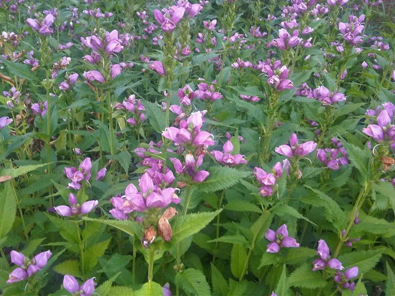 Chelone ‘Obliqua’ (Chelone 'Obliqua') – flowers in close-up, plant photo
