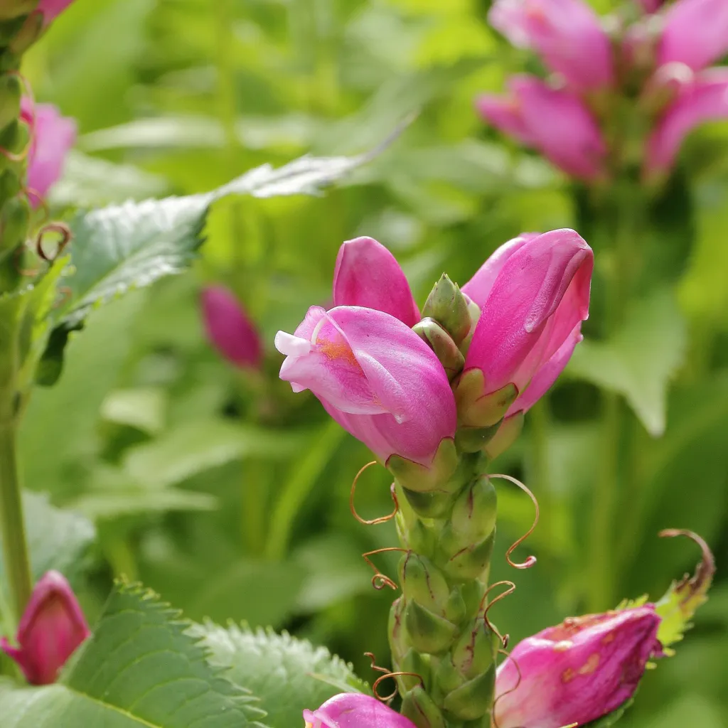 Chelone ‘Obliqua’ (Chelone 'Obliqua') – characteristic appearance, plant photo