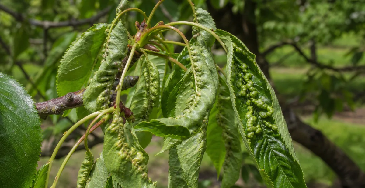 Cherry leaf roll virus