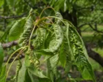 Cherry leaf roll virus