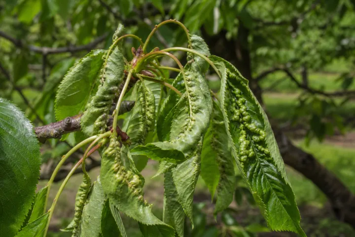 Cherry leaf roll virus