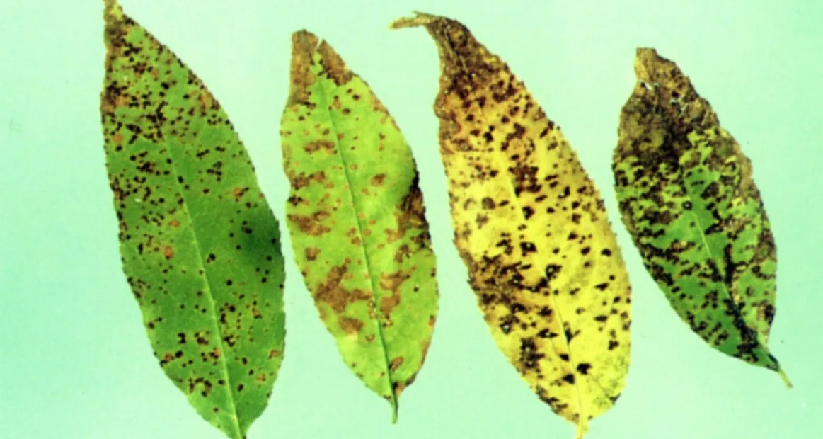 Cherry leaf spot