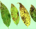 Cherry leaf spot