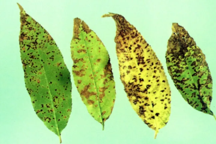 Cherry leaf spot