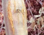 Chestnut blight