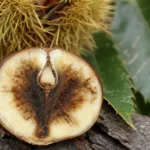Chestnut brown rot