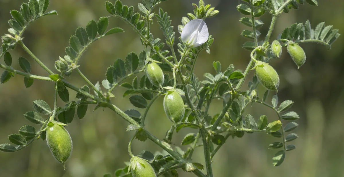 chickpea (Cicer arietinum) – plant photo
