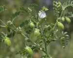 Chickpea (Cicer arietinum) care guide
