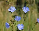 Chicory (Cichorium intybus) care guide