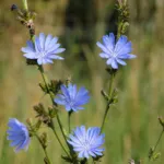 chicory (Cichorium intybus) – plant photo