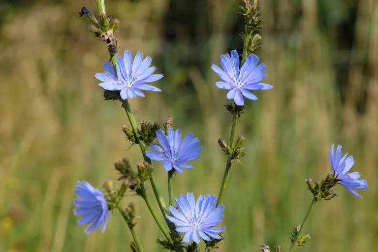 Cichorium intybus