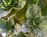 Chilli thrips