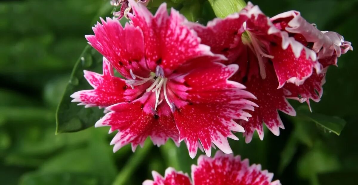 Chinesische Nelke (Dianthus chinensis) – Pflanzenfoto