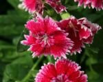 Chinesische Nelke (Dianthus chinensis) – Pflege