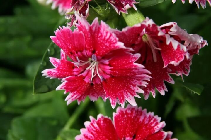 Dianthus chinensis