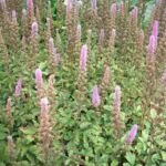 Chinesische Prachtspiere 'Pumila' (Astilbe chinensis 'Pumila') – Pflanzenfoto