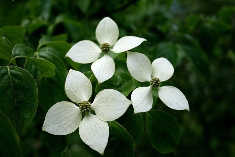 Cornus kousa 'Chinensis'