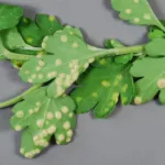 Chrysanthemum white rust