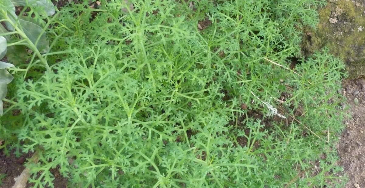 chryzantémovka kríčkovitá (Argyranthemum frutescens) – fotografia rastliny