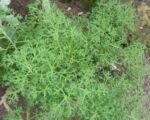Chryzantémovka kríčkovitá (Argyranthemum frutescens) – pestovanie a starostlivosť