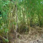 Chusquea culeou care guide (Chusquea culeou) – characteristic appearance, plant photo