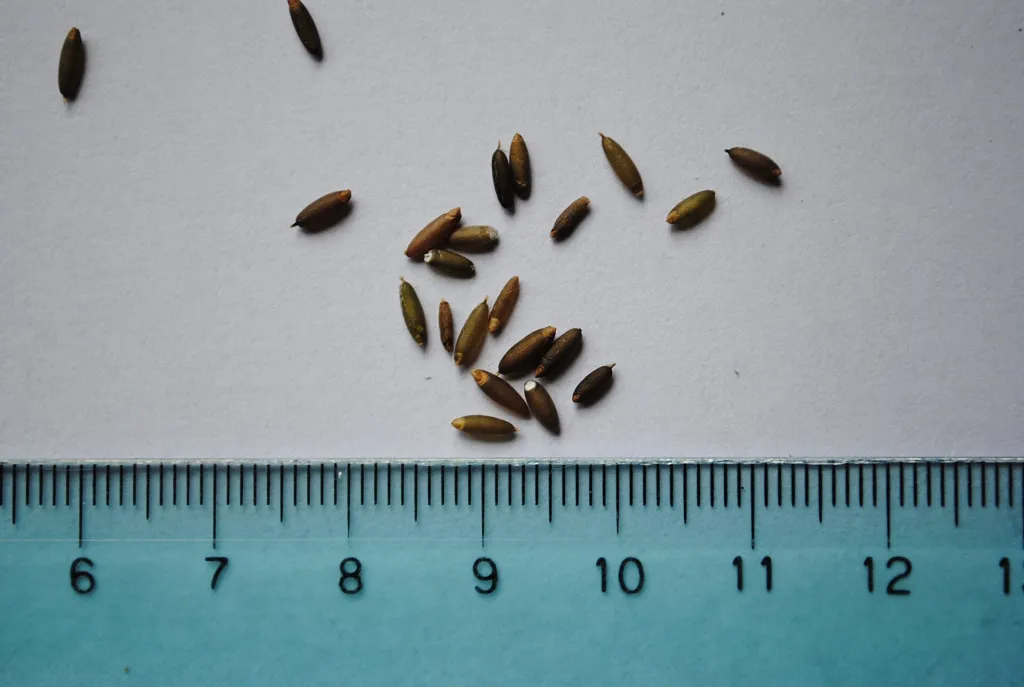 Chusquea culeou care guide (Chusquea culeou) – seeds and fruit, plant photo
