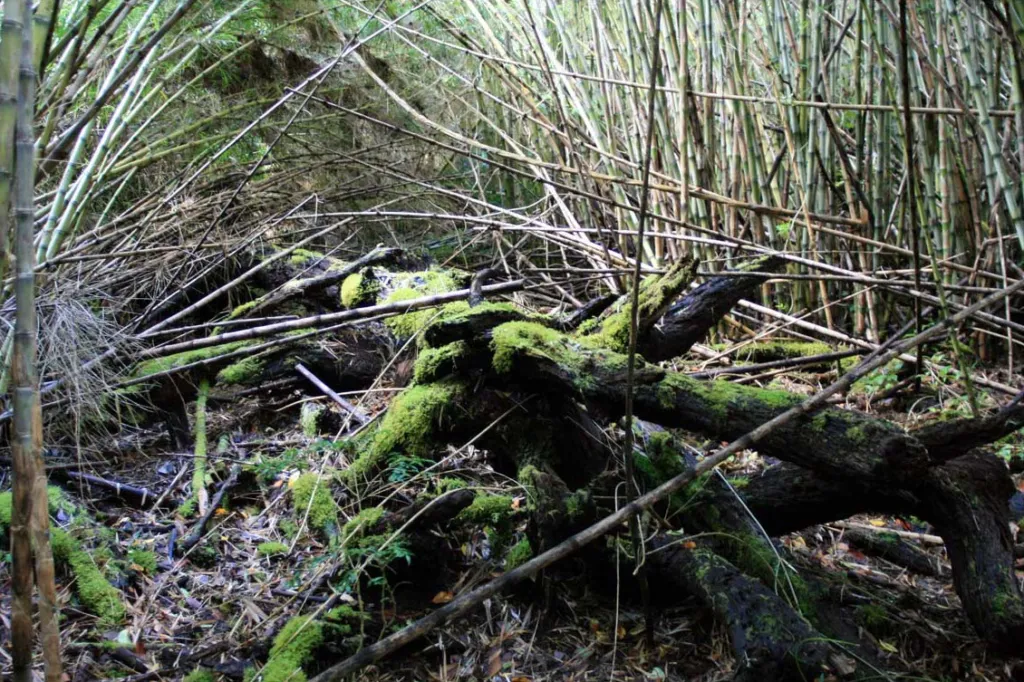 Chusquea culeou care guide (Chusquea culeou) – characteristic appearance, plant photo