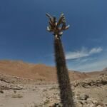Chuyachaqui (Browningia candelaris) – Pflanzenfoto