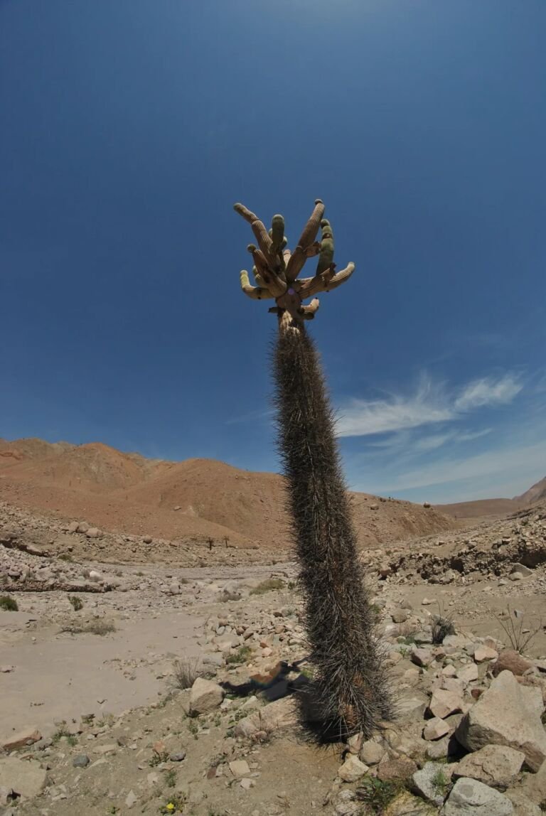 Browningia candelaris