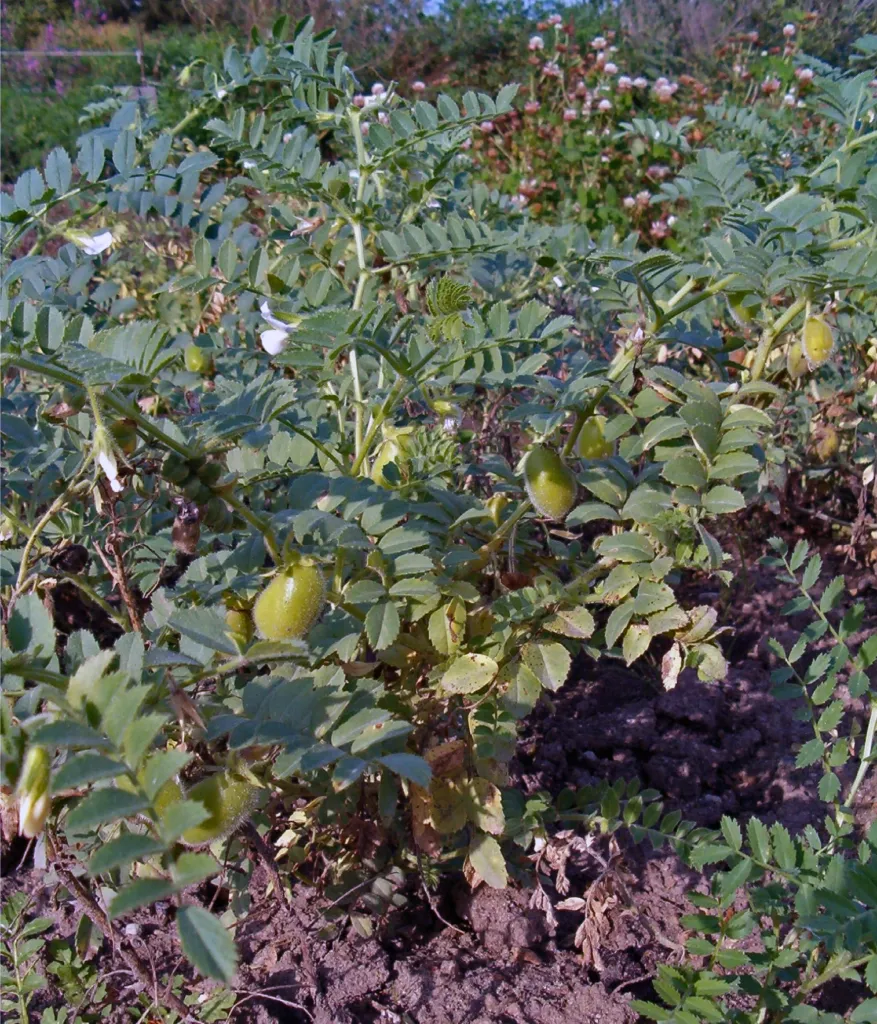 Kichererbse (Cicer arietinum) – typisches Erscheinungsbild, Pflanzenfoto