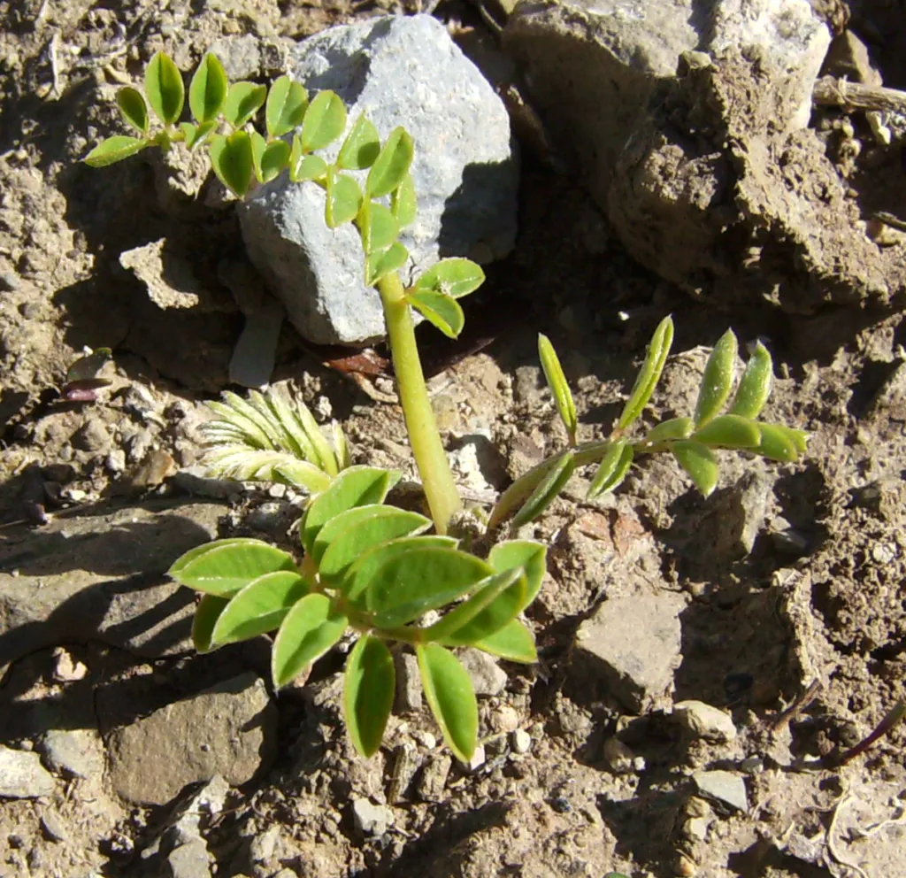 Kichererbse (Cicer arietinum) – typisches Erscheinungsbild, Pflanzenfoto