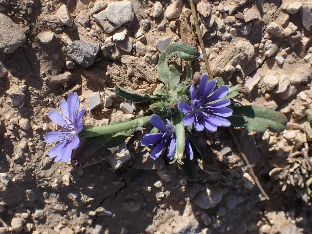 Endive (Cichorium endivia) – in its natural habitat, plant photo