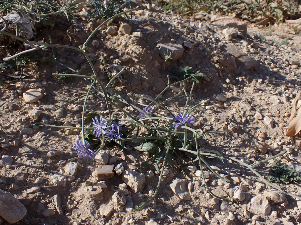 Endive (Cichorium endivia) – in its natural habitat, plant photo