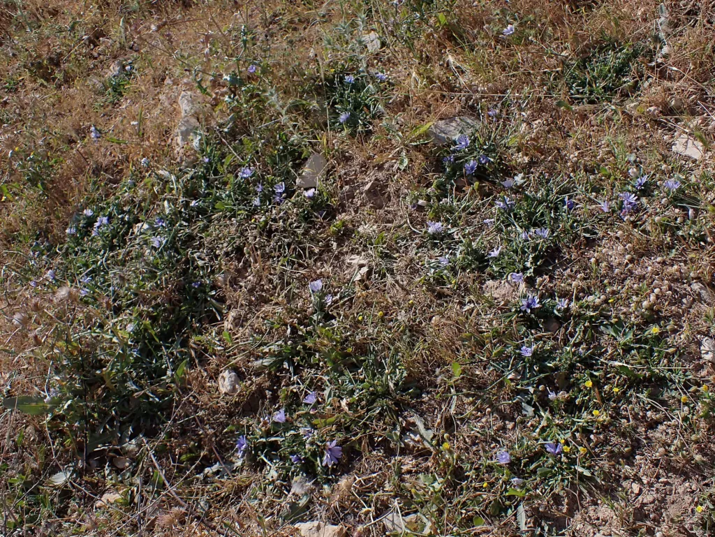 Endive (Cichorium endivia) – in its natural habitat, plant photo