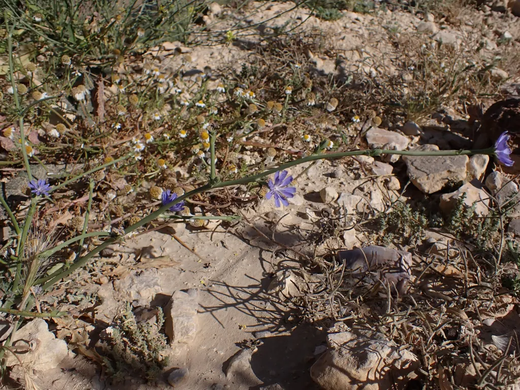 Endive (Cichorium endivia) – in its natural habitat, plant photo