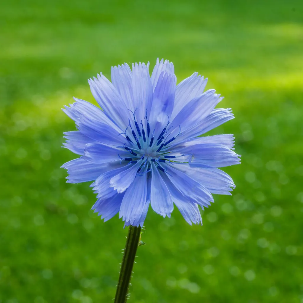 Gemeine Wegwarte (Cichorium intybus) – Blüten in Nahaufnahme, Pflanzenfoto