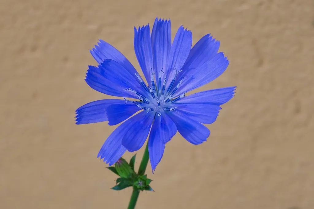 Gemeine Wegwarte (Cichorium intybus) – Blüten in Nahaufnahme, Pflanzenfoto
