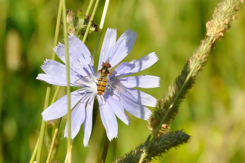 Gemeine Wegwarte (Cichorium intybus) – Blüten in Nahaufnahme, Pflanzenfoto
