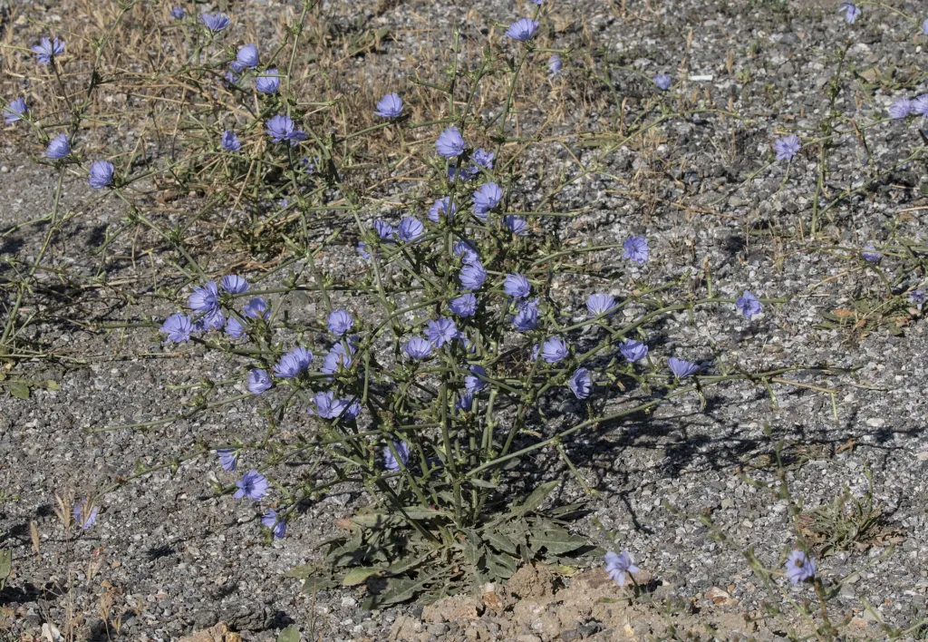 Gemeine Wegwarte (Cichorium intybus) – typisches Erscheinungsbild, Pflanzenfoto