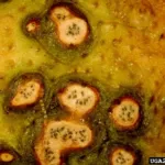 Citrus black spot