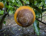 Citrus brown rot caused by Phytophthora citrophthora