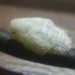 Citrus flatid planthopper