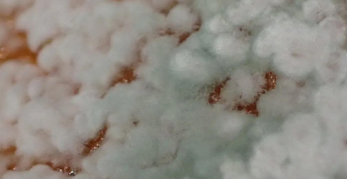 Citrus Green Mold