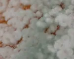 Citrus Green Mold