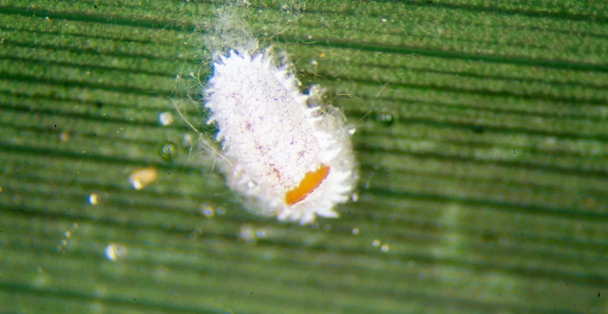 Citrus mealybug