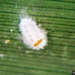 Citrus mealybug